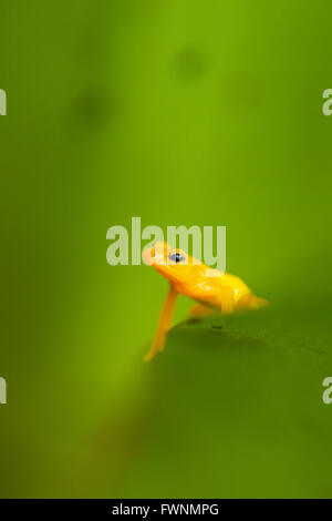 Fusée d'or ( Anomaloglossus beebei Grenouille), endémique à réservoir géant bromelia plantes. Kaieteur Falls, le parc national de Kaieteur, Guy Banque D'Images