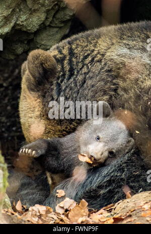 Neuschoenau, Allemagne. 6ème apr 2016. Ours brun 'Luna' et sa progéniture peut être vu dans Neuschoenau, Allemagne, 6 avril 2016. Les deux jeunes sont de dix à douze semaines et étaient nés dans le parc national Bayerischer Wald. Au cours de l'été 2014, l'ours Luna a peu ses jeunes à la mort. Seulement quelques mois auparavant, ses autres jeunes tous les deux morts, soi-disant en raison d'un manque de lait ou d'une infection. PHOTO : FRANK BIETAU/dpa/Alamy Live News Banque D'Images