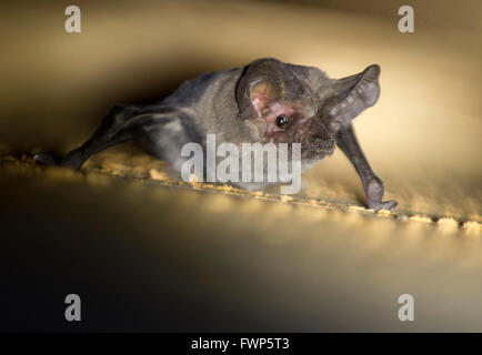 Roseburg, Oregon, USA. 6ème apr 2016. Une petite chauve-souris brune donne de sa cachette diurne de l'intérieur bat fort sur une ferme près de Roseburg dans la région rurale du sud-ouest de l'Oregon. Les petites chauves-souris brunes sont insectivores, les papillons, les guêpes, les scarabées, les moucherons, les moustiques, les moucherons et les éphémères, entre autres. © Robin/Loznak ZUMA Wire/Alamy Live News Banque D'Images