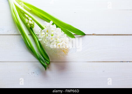 Jacinthes fleurs blanc frais en rayon de lumière sur fond de bois peint en blanc. Focus sélectif. Place pour le texte. Banque D'Images