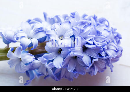 Jacinthes fleurs bleu frais en rayon de lumière sur fond de bois peint en blanc. Focus sélectif. Place pour le texte. Banque D'Images