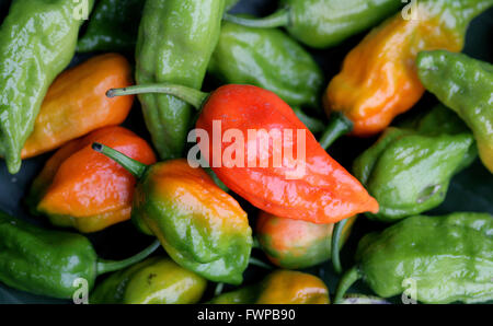 Très épicé chili Ghost - Naga Jolokia chilis dans marché Kohima, Kohima, Nagaland, Inde Banque D'Images