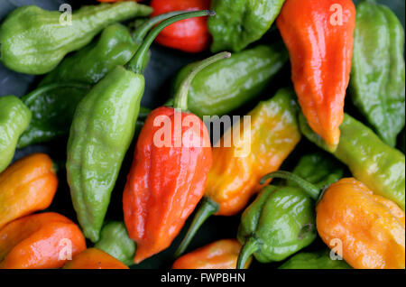 Très épicé chili Ghost - Naga Jolokia chilis dans marché Kohima, Kohima, Nagaland, Inde Banque D'Images