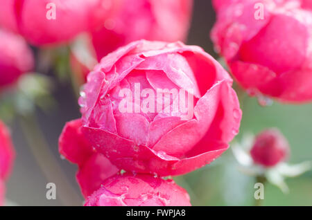 Floribundas rose Banque D'Images