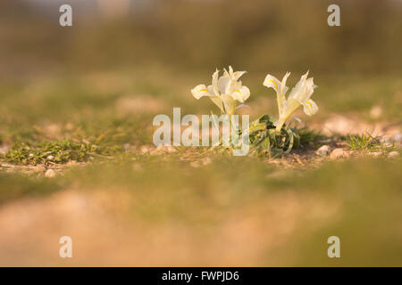 Iris Iris palaestina (Palestine) (alias Iris israéliennes) blanc de printemps fleur, photographié en Israël en Janvier Banque D'Images