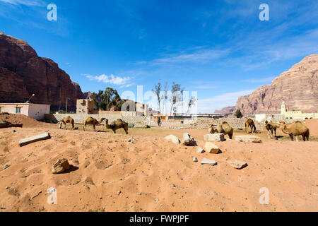 Les chameaux Rum village, Wadi Rum, Jordanie Banque D'Images