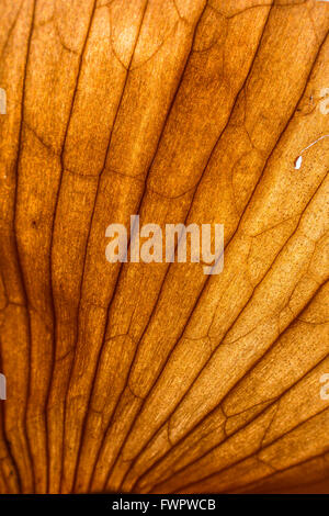 Les veines de la peau de l'oignon Banque D'Images