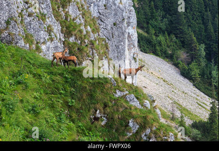 Chamois dans les pentes des montagnes calcaires des Carpates Banque D'Images