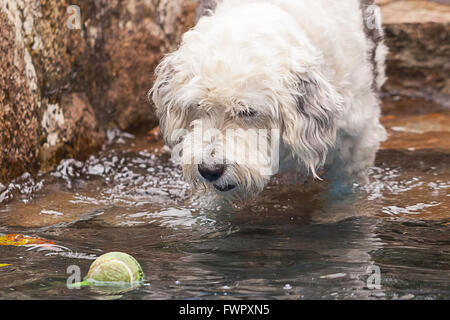 Mignon chien terrier la natation dans la piscine en essayant d'attraper une balle de tennis Banque D'Images