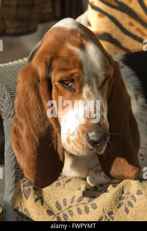 Un enfant de 2 ans basset hound assis dans un fauteuil relaxant, Berkshire Banque D'Images