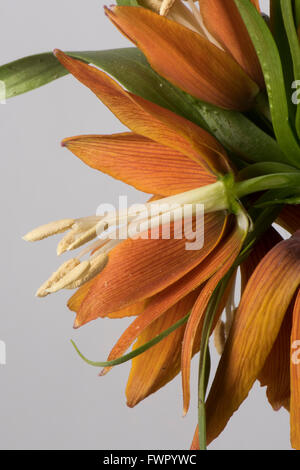 Grâce à la section de fleurs couronne impériale, Fritillaria imperialis, montrant la structure de la fleur Banque D'Images