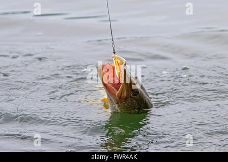 Accroché le grand brochet (Esox lucius) dans le lac pris avec leurre sur une ligne de pêche Banque D'Images