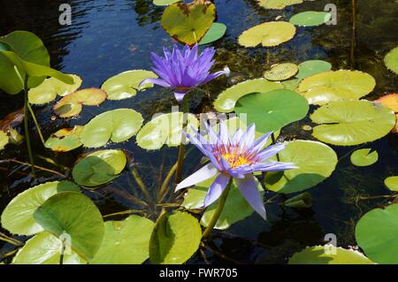 Fleurs de lotus nénuphar aquatique mauve dans un étang à Hawaï Banque D'Images