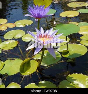 Fleurs de lotus nénuphar aquatique mauve dans un étang à Hawaï Banque D'Images