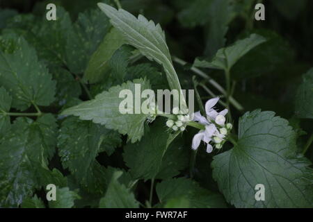 White deadnettle (Lamium album) avec des fleurs. Banque D'Images