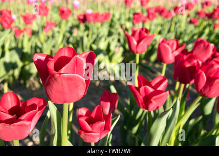 Cascade Mountain au nord de la vallée de la Skagit Multi Couleur Fleurs Tulipes Banque D'Images