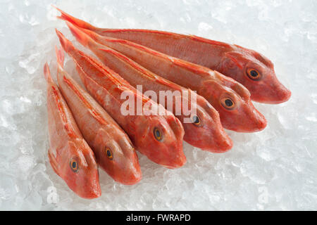 Variété de poissons crus gurnards rouge sur la glace Banque D'Images