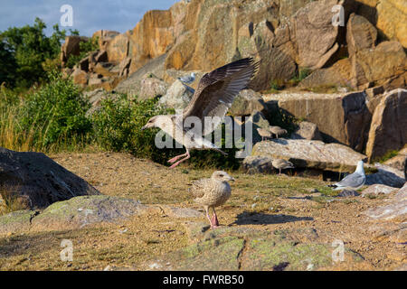 Jeune mouette landing en face d'une colonie de mouettes dans les falaises sur Bornholm, Danemark Banque D'Images