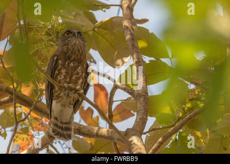 Brown-Hawk Owl Ninox scutulata (huées) à Shoolpaneshwar Wildlife Sanctuary, Gujarat, Inde Banque D'Images