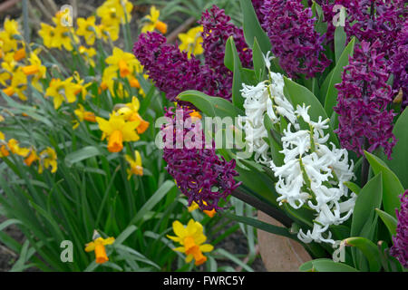 Jacinthes et jonquilles en fleur dans le jardin de printemps Banque D'Images