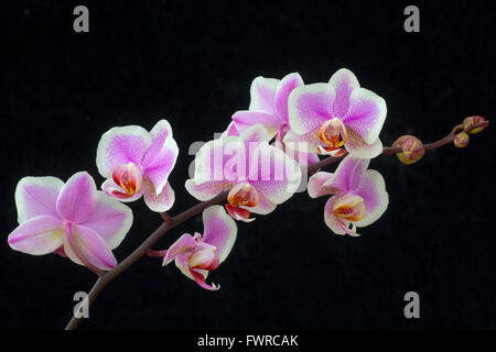 Orchidée Phalaenopsis Phalaenopsis (sp) Gros plan sur fond noir Banque D'Images