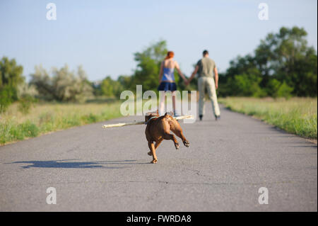 Staffordshire terrier running avec gros bâton Banque D'Images