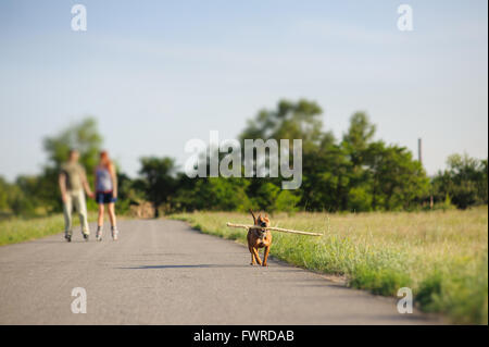 Staffordshire terrier running avec gros bâton Banque D'Images