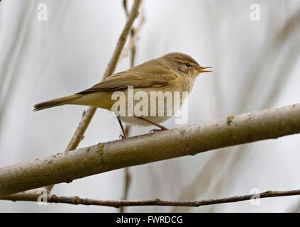 ( « Récent Phylloscopus collybita) Banque D'Images