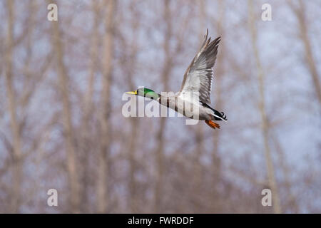 Canard colvert mâle en vol Banque D'Images