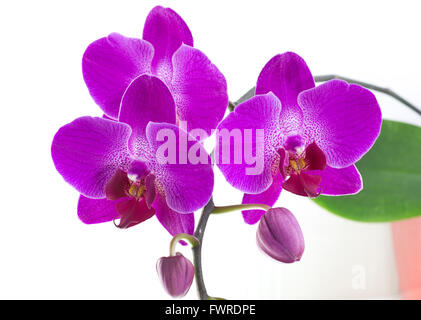 Orchidée fleur pourpre appartenant à l'Orchidaceae, une diversité et une large famille de plantes Banque D'Images