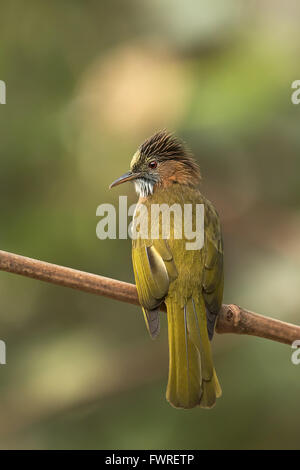 Bulbul des jardins de montagne, collines Darjeeling, West Bengal, India Banque D'Images