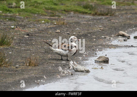 Long-tailed Duck mâle adulte Banque D'Images