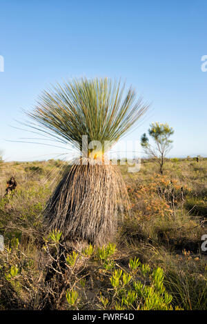 L'herbe du désert Arbre (Xanthorrhoea thorntonii), Parc National de Kalbarri, Western Australia, Australia Banque D'Images