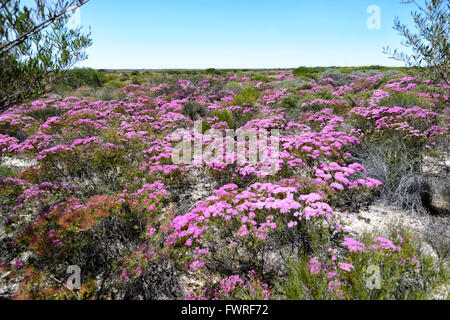 Callitricha Verticordia monadelpha var, Desert Bloom, Parc National de Kalbarri, Australie occidentale, WA, Australia Banque D'Images