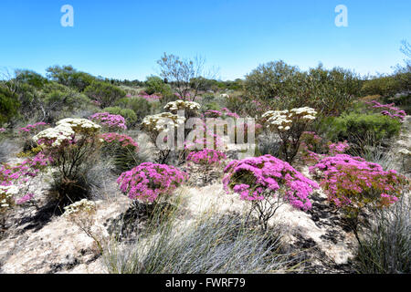 Callitricha Verticordia monadelpha var, Desert Bloom, Parc National de Kalbarri, Australie occidentale, WA, Australia Banque D'Images