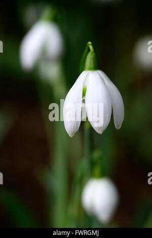 Poe snowdrop Galanthus hill fleurs blanc marquage vert bulbes à fleurs de printemps perce-neige fleur fleurs floral double RM Banque D'Images