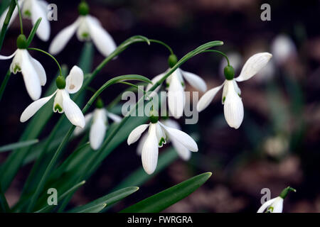 Aimant snowdrop Galanthus nivalis perce-neige printemps fleur fleurs floral RM Banque D'Images