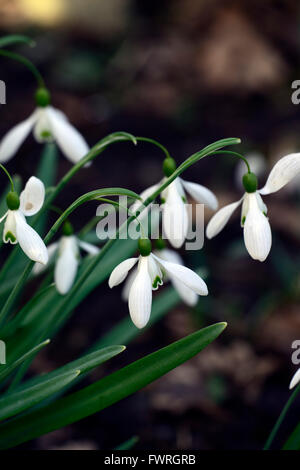 Aimant snowdrop Galanthus nivalis perce-neige printemps fleur fleurs floral RM Banque D'Images