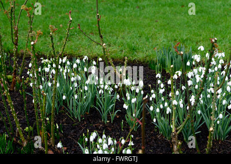 Galanthus nivalis sam arnott rose bed snowdrop perce-neige printemps fleur fleurs floral RM Banque D'Images