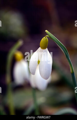 Galanthus Spindlestone Surprise hybride jaune printemps perce-neige perce-neige fleur fleurs floral RM Banque D'Images