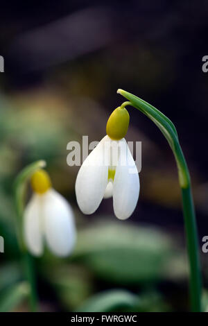 Galanthus Spindlestone Surprise hybride jaune printemps perce-neige perce-neige fleur fleurs floral RM Banque D'Images