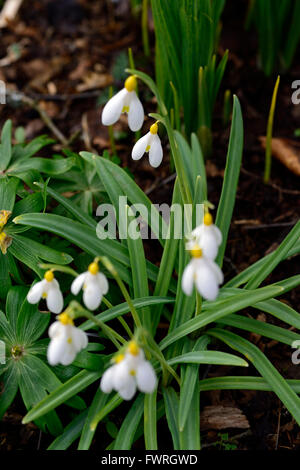 Galanthus Spindlestone Surprise hybride jaune printemps perce-neige perce-neige fleur fleurs floral RM Banque D'Images