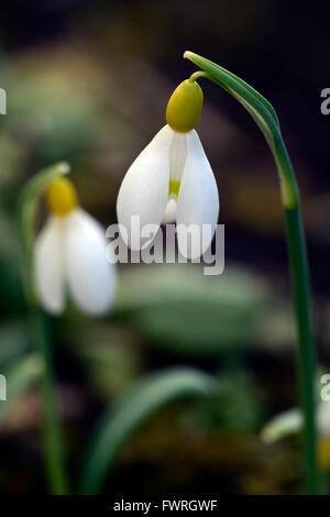 Galanthus Spindlestone Surprise hybride jaune printemps perce-neige perce-neige fleur fleurs floral RM Banque D'Images