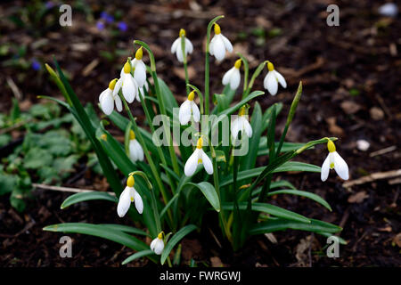 Galanthus Spindlestone Surprise hybride jaune printemps perce-neige perce-neige fleur fleurs floral RM Banque D'Images