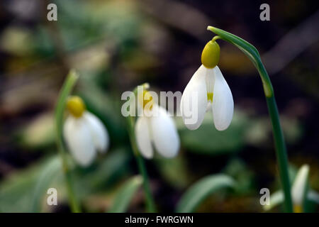 Galanthus Spindlestone Surprise hybride jaune printemps perce-neige perce-neige fleur fleurs floral RM Banque D'Images