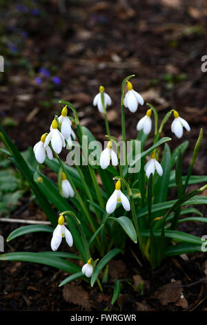 Galanthus Spindlestone Surprise hybride jaune printemps perce-neige perce-neige fleur fleurs floral RM Banque D'Images