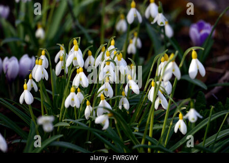 Galanthus Spindlestone Surprise hybride jaune printemps perce-neige perce-neige fleur fleurs floral RM Banque D'Images