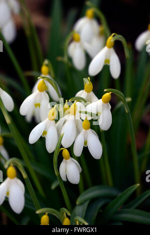 Galanthus Spindlestone Surprise hybride jaune printemps perce-neige perce-neige fleur fleurs floral RM Banque D'Images