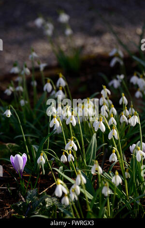 Galanthus Spindlestone Surprise hybride jaune printemps perce-neige perce-neige fleur fleurs floral RM Banque D'Images