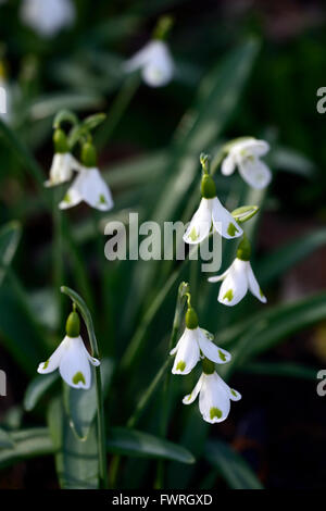 Galanthus plicatus trymlet marquage vert hybride snowdrop perce-neige printemps fleur fleurs floral RM Banque D'Images